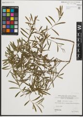 Foto von Salix purpurea L.
